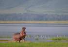 Africa, Tanzania, Ngorongoro Conservation Area. Hippo with open mouth and lake. Art Print